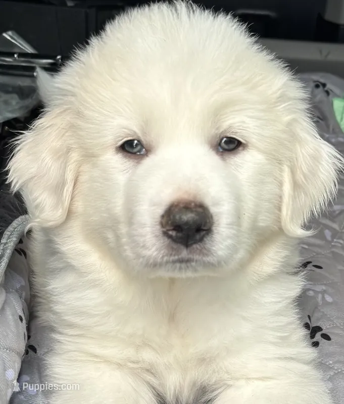 Grendel – Great Pyrenees puppy for sale in LaRue, TX