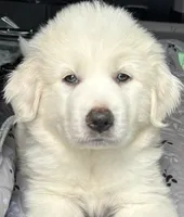 Grendel, a male Great Pyrenees for sale in LaRue, TX – 1 of 2