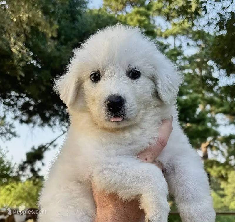 Nala – Great Pyrenees puppy for sale in LaRue, TX