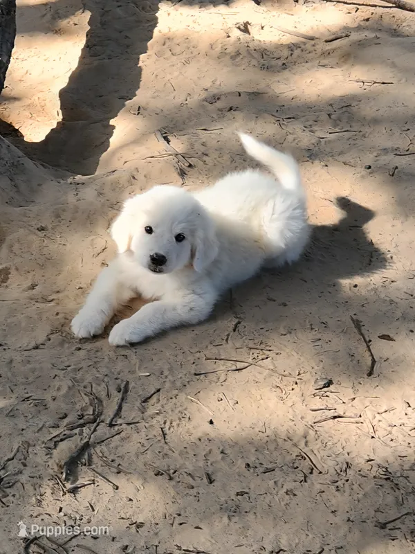 Jet – Great Pyrenees puppy for sale in LaRue, TX