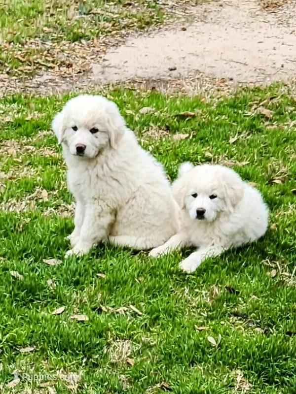 King  – Great Pyrenees puppy for sale in LaRue, TX