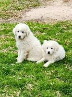 King , a male Great Pyrenees for sale in LaRue, TX – 1 of 1
