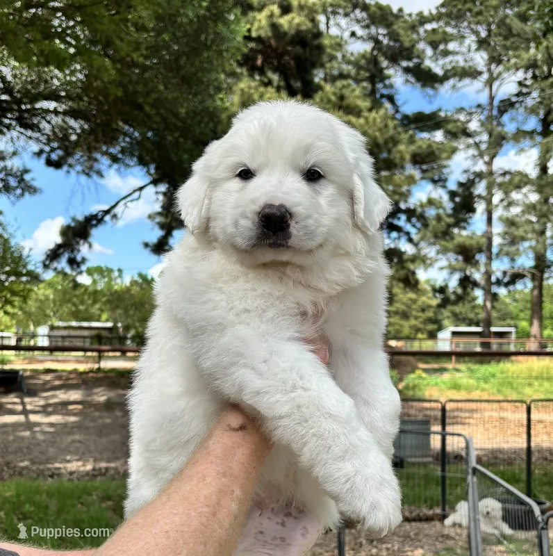Bumble , a male Great Pyrenees for sale in LaRue, TX – Photo 1 of 1