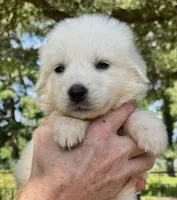 Snowball , a male Great Pyrenees for sale in LaRue, TX – 1 of 1