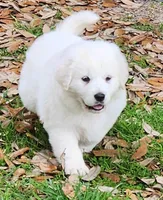 Kevin , a female Great Pyrenees for sale in LaRue, TX – 1 of 1