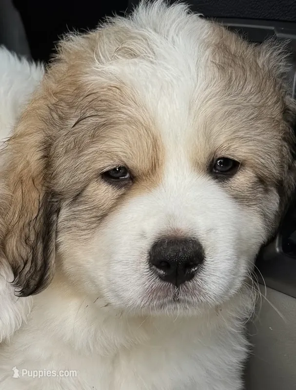 Apache  – Great Pyrenees puppy for sale in LaRue, TX