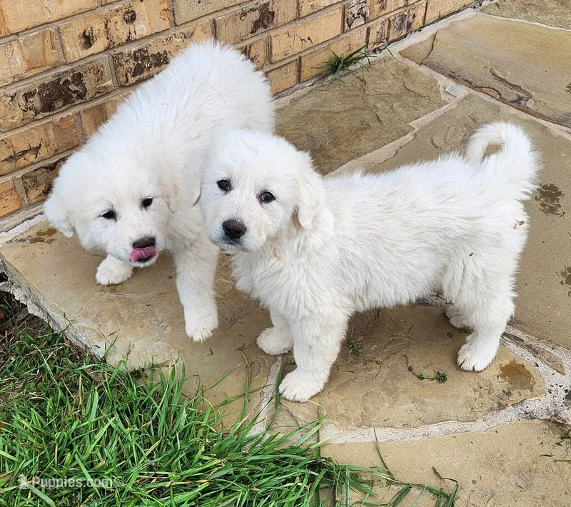 Jack  – Great Pyrenees puppy for sale in LaRue, TX
