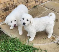 Jack , a male Great Pyrenees for sale in LaRue, TX – 1 of 1
