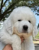 Big Ben , a male Great Pyrenees for sale in LaRue, TX – 2 of 3