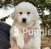 Blizzard , a male Great Pyrenees for sale in LaRue, TX – Photo 1 of 1