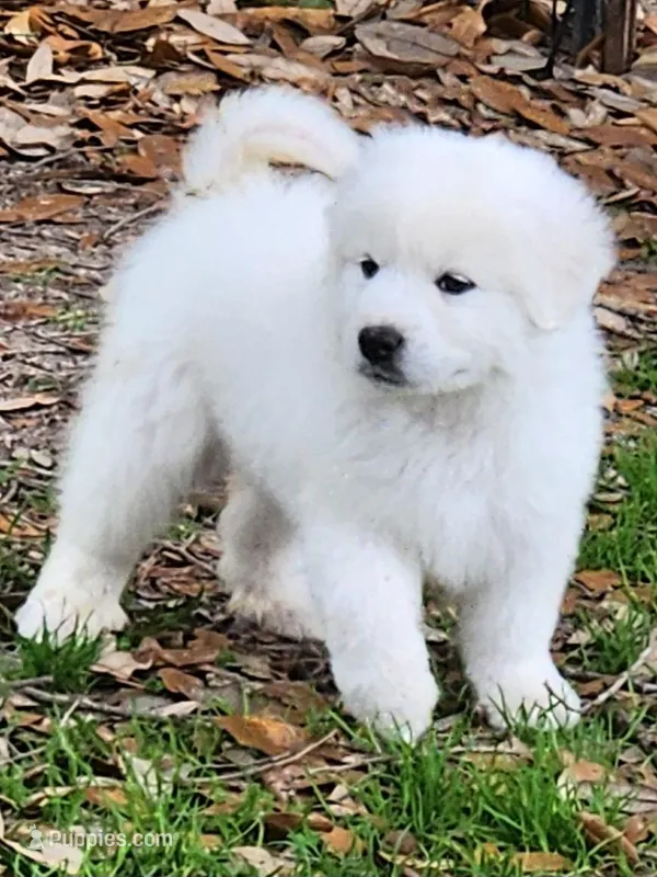 Blizzard  – Great Pyrenees puppy for sale in LaRue, TX