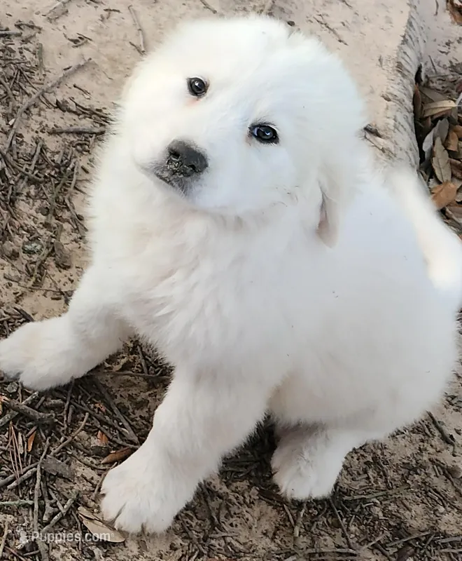 Happy  – Great Pyrenees puppy for sale in LaRue, TX