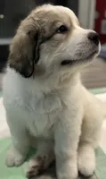 Apache , a male Great Pyrenees for sale in LaRue, TX – 3 of 3
