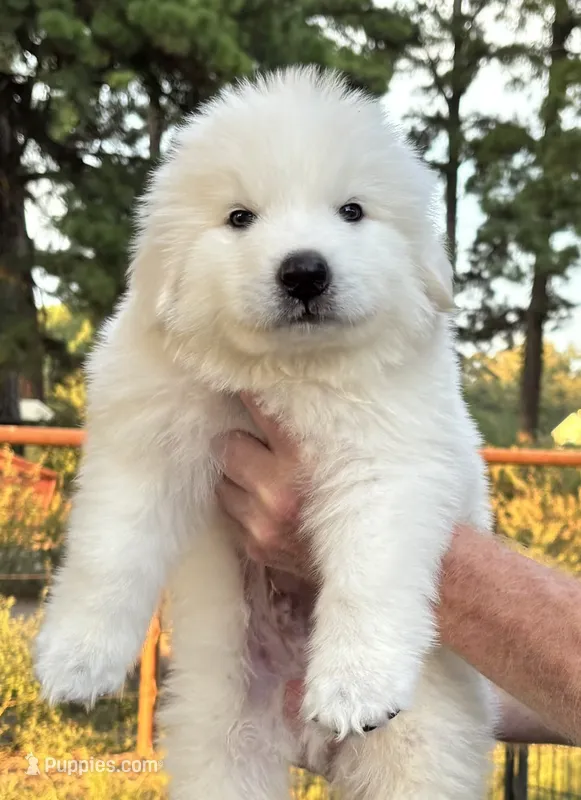 King – Great Pyrenees puppy for sale in LaRue, TX