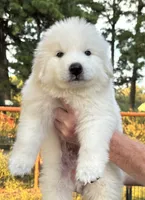 King, a male Great Pyrenees for sale in LaRue, TX – 1 of 1
