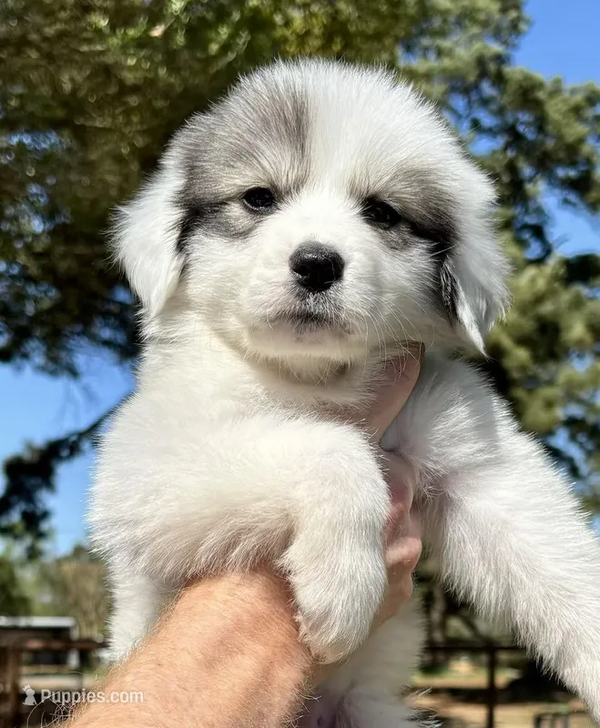 Nala – Great Pyrenees puppy for sale in LaRue, TX