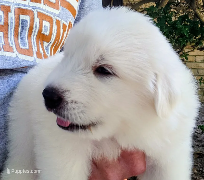 Ciscero – Great Pyrenees puppy for sale in LaRue, TX