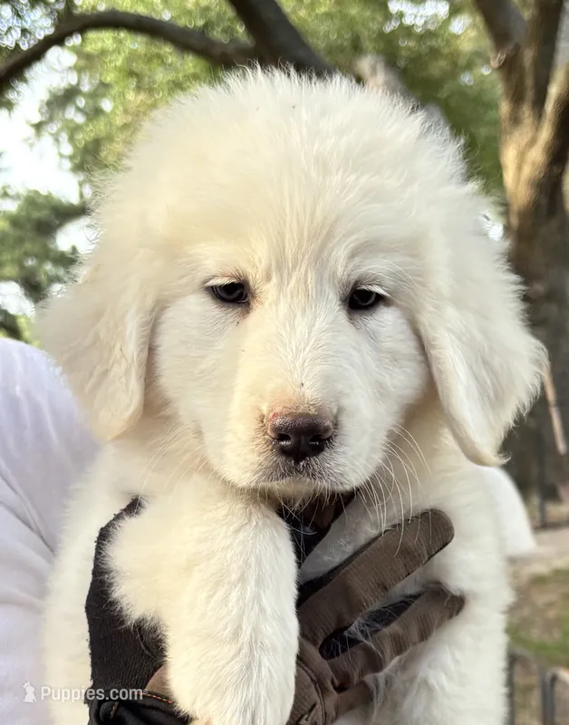 Bingo – Great Pyrenees puppy for sale in LaRue, TX