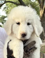 Bingo, a male Great Pyrenees for sale in LaRue, TX – 1 of 1