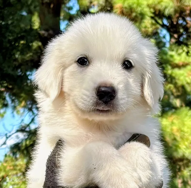 Rosita – Great Pyrenees puppy for sale in LaRue, TX