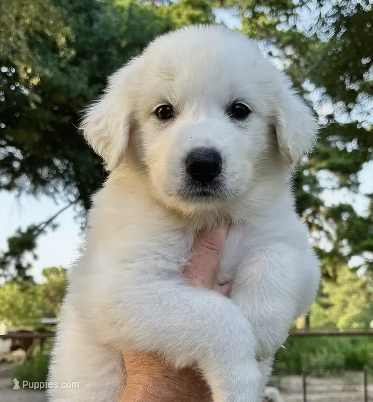 Blizzard  – Great Pyrenees puppy for sale in LaRue, TX