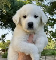 Blizzard , a male Great Pyrenees for sale in LaRue, TX – 1 of 1
