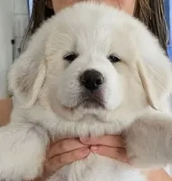 Big Ben , a male Great Pyrenees for sale in LaRue, TX – 3 of 3