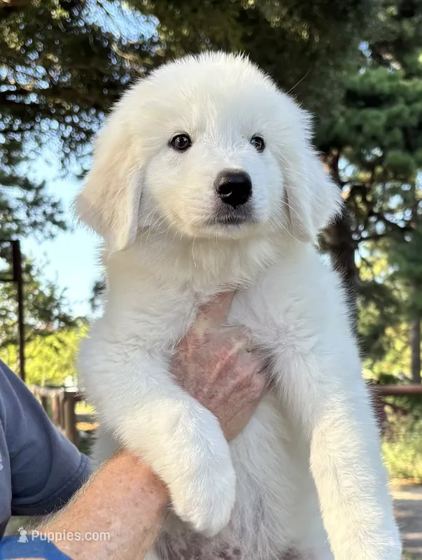 Shiloh  – Great Pyrenees puppy for sale in LaRue, TX