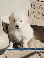 processed/bd5ee0c3-4046-4300-8cbc-b6e65440d2a2/listing/fe0f935b-d82d-4ea0-8ad5-6056417c9e9a/1a553764-38ed-44d6-85bc-b1a4cb300d42