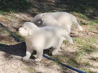 processed/bd5ee0c3-4046-4300-8cbc-b6e65440d2a2/listing/fe0f935b-d82d-4ea0-8ad5-6056417c9e9a/4d518d22-3bbb-4b13-8e9a-b6456b175da7