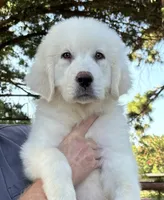 Ranger, a male Great Pyrenees for sale in LaRue, TX – 1 of 1