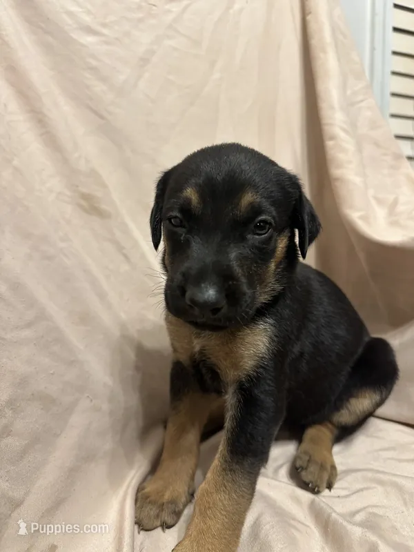 Diana – German Shepherd Dog, Doberman Pinscher puppy for sale in Woodstock, GA