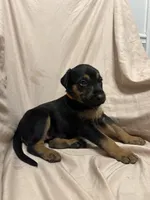 Paula, a female German Shepherd Dog and Doberman Pinscher for sale in Woodstock, GA – 4 of 4