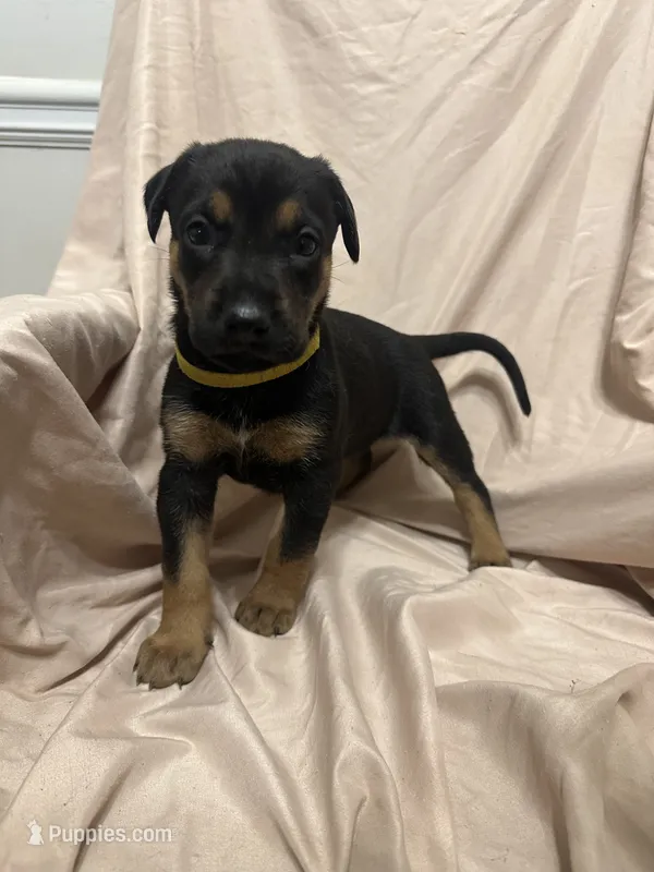 Peach – German Shepherd Dog, Doberman Pinscher puppy for sale in Woodstock, GA