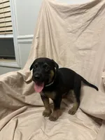 Olivia, a female German Shepherd Dog and Doberman Pinscher for sale in Woodstock, GA – 5 of 6