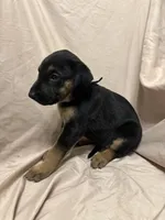 Diana, a female German Shepherd Dog and Doberman Pinscher for sale in Woodstock, GA – 3 of 5