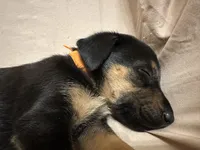 Paula, a female German Shepherd Dog and Doberman Pinscher for sale in Woodstock, GA – 3 of 4