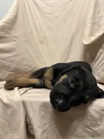 Taylor, a female German Shepherd Dog and Doberman Pinscher for sale in Woodstock, GA – 4 of 4