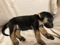 Paula, a female German Shepherd Dog and Doberman Pinscher for sale in Woodstock, GA – 2 of 4
