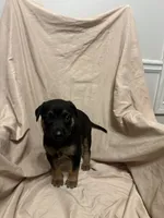 Olivia, a female German Shepherd Dog and Doberman Pinscher for sale in Woodstock, GA – 2 of 6