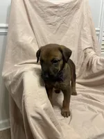 Gina, a female German Shepherd Dog and Doberman Pinscher for sale in Woodstock, GA – 4 of 4