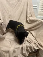 Peach, a female German Shepherd Dog and Doberman Pinscher for sale in Woodstock, GA – 2 of 4