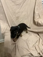Olivia, a female German Shepherd Dog and Doberman Pinscher for sale in Woodstock, GA – 3 of 6