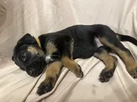 Alejandra, a female German Shepherd Dog and Doberman Pinscher for sale in Woodstock, GA – 2 of 4