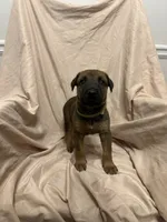 Daniella, a female German Shepherd Dog and Doberman Pinscher for sale in Woodstock, GA – 4 of 5