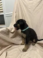 Olivia, a female German Shepherd Dog and Doberman Pinscher for sale in Woodstock, GA – 4 of 6