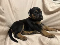 Paula, a female German Shepherd Dog and Doberman Pinscher for sale in Woodstock, GA – 1 of 4