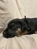 Diana, a female German Shepherd Dog and Doberman Pinscher for sale in Woodstock, GA – 2 of 5