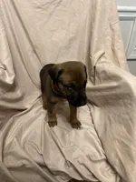 Daniella, a female German Shepherd Dog and Doberman Pinscher for sale in Woodstock, GA – 2 of 5
