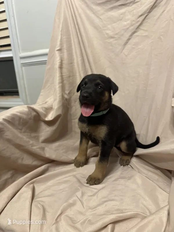 Olivia – German Shepherd Dog, Doberman Pinscher puppy for sale in Woodstock, GA
